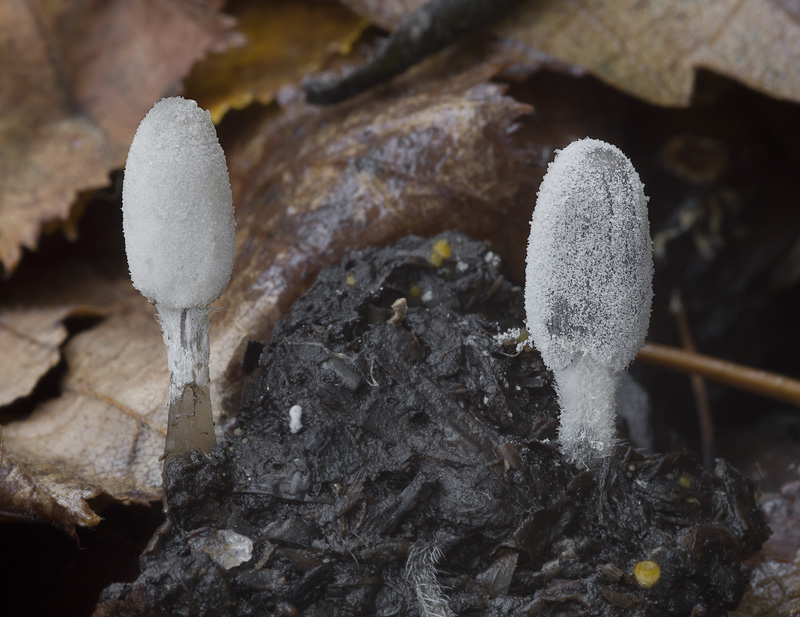 Coprinopsis tuberosa